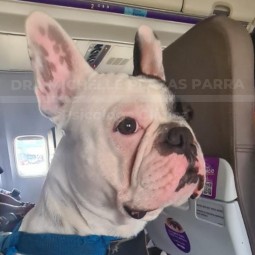 Viajar en avion con mi perro